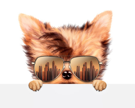 Funny Dog wearing sunglasses behind banner