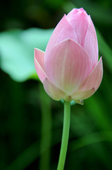 Fleur de Lotus