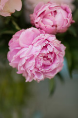 Pink Peonies