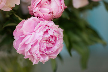 Pink Peonies