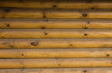 Tree wall background