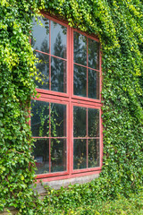Obraz premium Fresh evergreen foliage trees surrounding red window frame and ivy covered wall vintage house