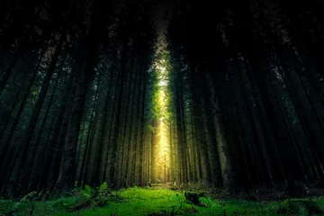 Foto auf Glas Wunderschöner mystischer Wald und Sonnenstrahl - Fantasy Wood © htpix