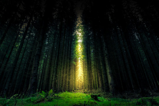 Fototapeta Beautiful mystical forest and sunbeam - Fantasy Wood