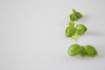 Green Basil Isolated on White Background 