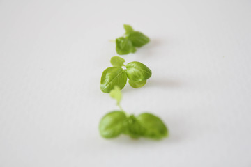 Green Basil Isolated on White Background 