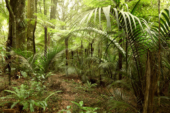 Fototapeta Tropical forest jungle