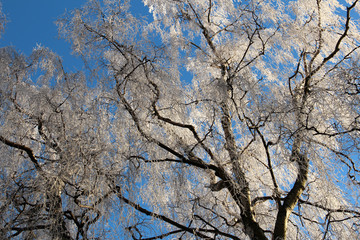 Frosty winter trees looking like blooming spring trees