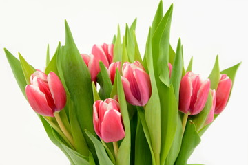 Fototapeta tulipany obraz