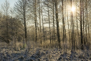 Winter morning with frosted plants