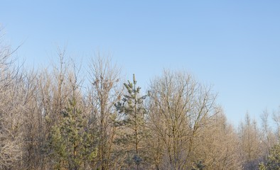 Winter morning with frosted plants