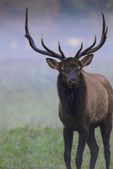 Elk