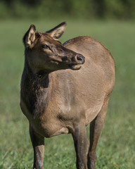 Elk