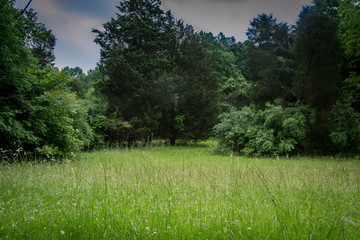 Open grassy field