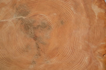 Holzschnitt Textur Jahresringe