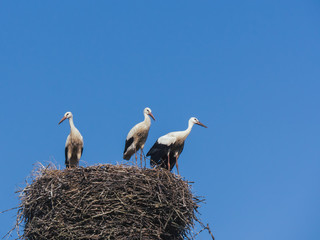 stork nest with three storks and blue sky