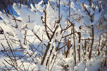 Naklejka premium snow covered branches as abstract background or winter landscape