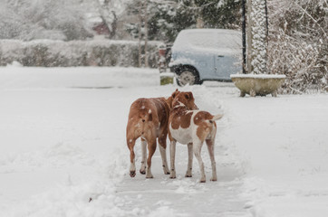 Fototapeta na wymiar pair of terrier dogs outdoor in snow winter, dogs in fresh falling snow 
