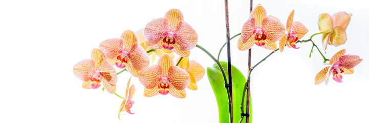 Gelbe Phalaenopsis Orchidee isoliert mit Textfreiraum
