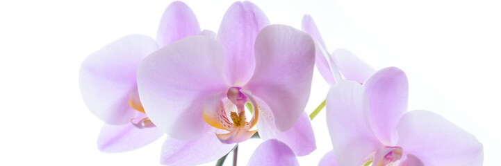 Banner - Pinke Phalaenopsis Orchidee isoliert