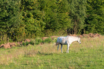Obraz na płótnie Canvas White horse on summer pasture