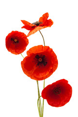 Bouquet wild red poppy flower isolated on white background. Flat lay, top view
