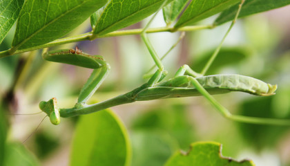 Mantis 