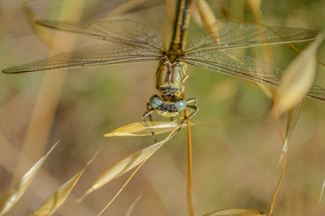 green field and dragonfly in flower 