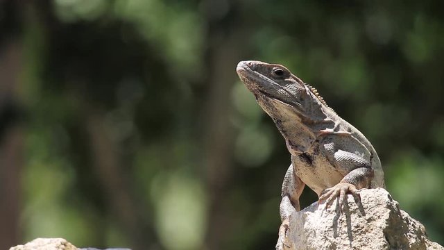 Iguana parada en piedra