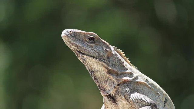 Cabeza de Iguana
