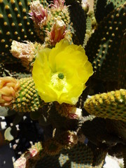 fleur de cactus.
