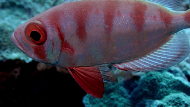Crescent-tail bigeye (Priacanthus hamrur) portrait head, eye and fin, showing one large eye, WAKATOBI, Indonesia, slow motion, RED 21:9