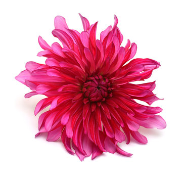 Dahlia flower pink isolated on white background. Flat lay, top view