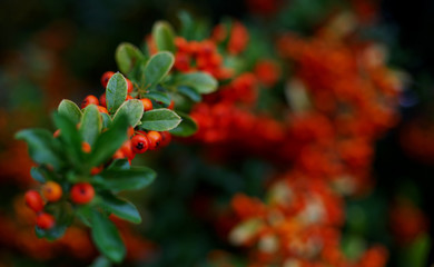 Obraz premium Red berries on a tree / shallow depth of field