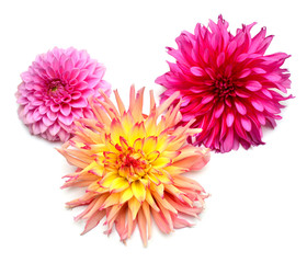 Bouquet of creative multi-colored flowers dahlia isolated on white background. Flat lay, top view