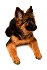 Fluffy German Shepherd dog isolated on white background. Puppy is beautiful, funny and attentive. Portrait, close-up. Sits and looks closely. Good, plush