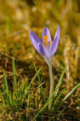 Spring flowers crocuses