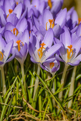 Spring flowers crocuses