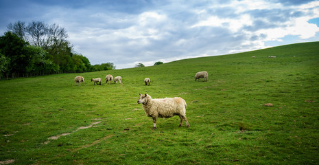Flock of sheep grazing in the field at cloudy day