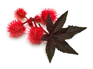 Castor oil plant, fruit Ricinus communis isolated on white background. Flat lay, top view