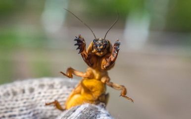  harmful insect, agricultural pest. pest control.