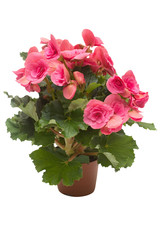 Begonia pink flowers in a pot isolated on white background. Flat lay, top view