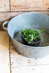 gardening, treatment, environment concept. in the huge basin made of aluminum there is small plastic box with green curle plant that has small lovely leaves