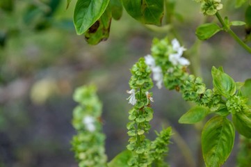 macro white basil flower