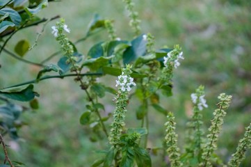macro white basil flower