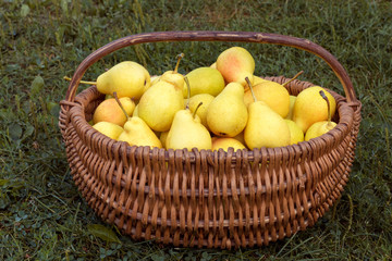 Juicy pears in wicker basket on geen grass.