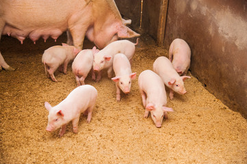Domestic pigs on a farm
