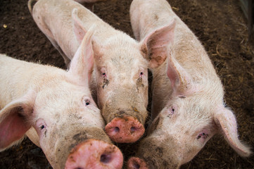 Domestic pigs on a farm