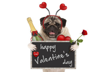 cute valentine's day pug dog with blackboard, champagne bottle, hearts diadem and rose, isolated on white background