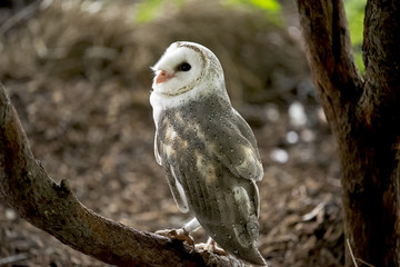 barn owl